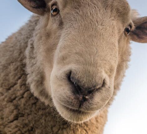 sheep looking down