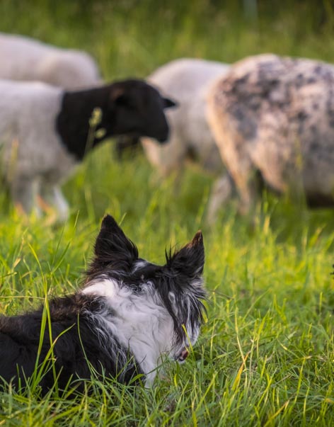 border collie with sheep